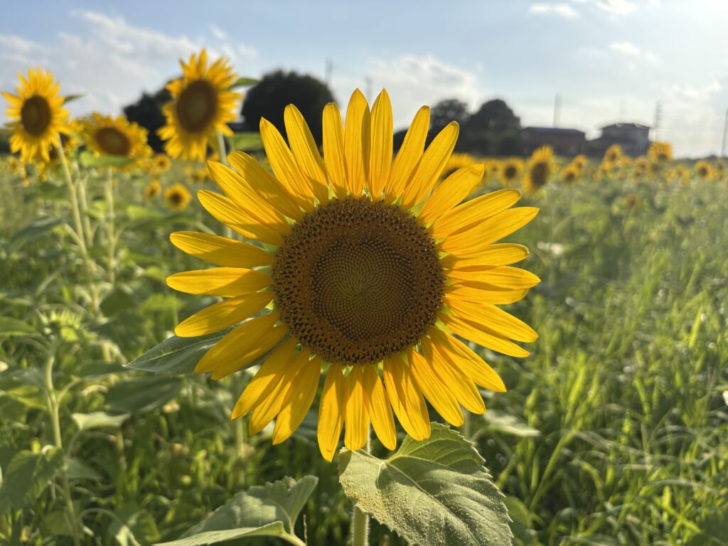 ひまわりの画像